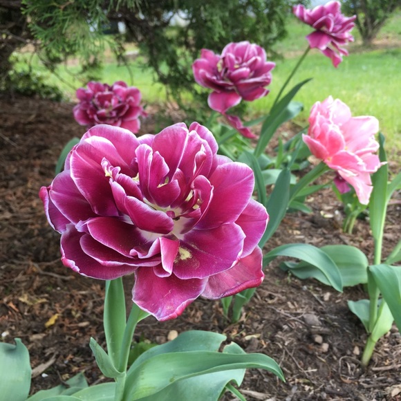 Meet your Posher, Kim - Picture 11 of 13